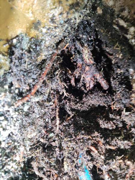 Racines dans les canalisations w.c dans un appartemenrt aux Milles